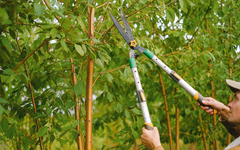 Tree trimming in Walcott, IA